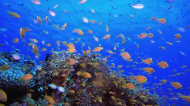 Su altı Renkli Resifi. Mercan bahçesi deniz manzarası. Mavi su arka planı. Mavi turkuaz deniz suyu dalgaları. Renkli tropikal mercan resifleri.