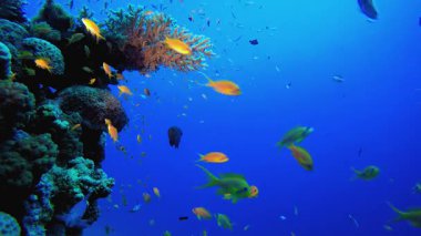Sualtı Renkli Sahne. Mercan bahçesi deniz manzarası. Mavi su arka planı. Mavi turkuaz deniz suyu dalgaları. Renkli tropikal mercan resifleri.