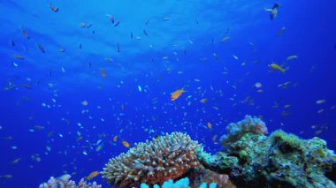 Sualtı Renkli Tropikal Mercan Resifi. Mercan bahçesi deniz manzarası. Mavi su arka planı. Mavi turkuaz deniz suyu dalgaları. Renkli tropikal mercan resifleri.