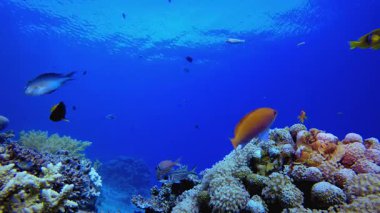 Sualtı Renkli Tropikal Balığı. Mercan bahçesi deniz manzarası. Mavi su arka planı. Mavi turkuaz deniz suyu dalgaları. Renkli tropikal mercan resifleri.