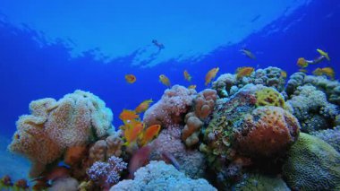 Sualtı Renkli Dünyası. Mercan bahçesi deniz manzarası. Mavi su arka planı. Mavi turkuaz deniz suyu dalgaları. Renkli tropikal mercan resifleri.