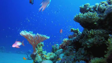 Sualtı Renkli Dünyası. Mercan bahçesi deniz manzarası. Mavi su arka planı. Mavi turkuaz deniz suyu dalgaları. Renkli tropikal mercan resifleri.
