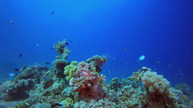 Su altı mercan kayalıkları. Mercan bahçesi deniz manzarası. Mavi su arka planı. Mavi turkuaz deniz suyu dalgaları. Renkli tropikal mercan resifleri.