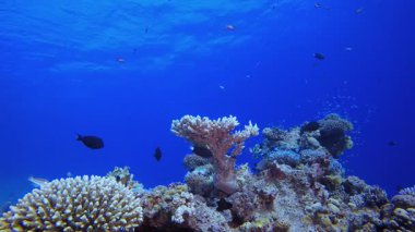 Sualtı Coral Tropikal Resif Denizcisi. Mercan bahçesi deniz manzarası. Mavi su arka planı. Mavi turkuaz deniz suyu dalgaları. Renkli tropikal mercan resifleri.