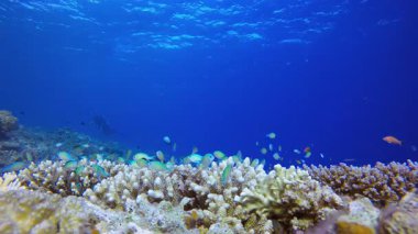 Su altı dalgıcı Mavi Deniz Suyu. Mercan bahçesi deniz manzarası. Mavi su arka planı. Mavi turkuaz deniz suyu dalgaları. Renkli tropikal mercan resifleri.