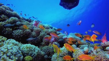 Sualtı dalgıcı mercan resifi. Mercan bahçesi deniz manzarası. Mavi su arka planı. Mavi turkuaz deniz suyu dalgaları. Renkli tropikal mercan resifleri.