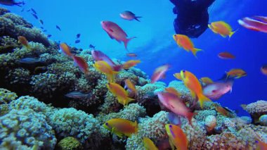 Sualtı Dalgıcı Tropikal Resifi. Mercan bahçesi deniz manzarası. Mavi su arka planı. Mavi turkuaz deniz suyu dalgaları. Renkli tropikal mercan resifleri.