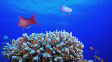 Vibrant Coral Garden 'da sualtı balığı. Mercan bahçesi deniz manzarası. Mavi su arka planı. Mavi turkuaz deniz suyu dalgaları. Renkli tropikal mercan resifleri.