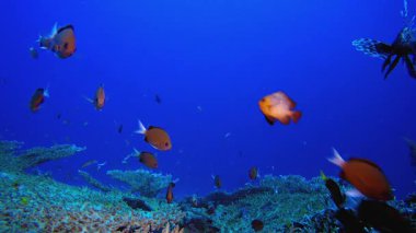 Okyanustaki Sualtı Balığı. Mercan bahçesi deniz manzarası. Mavi su arka planı. Mavi turkuaz deniz suyu dalgaları. Renkli tropikal mercan resifleri.
