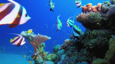 Okyanustaki Sualtı Balığı. Mercan bahçesi deniz manzarası. Mavi su arka planı. Mavi turkuaz deniz suyu dalgaları. Renkli tropikal mercan resifleri.