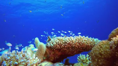 Okyanustaki Sualtı Balığı. Mercan bahçesi deniz manzarası. Mavi su arka planı. Mavi turkuaz deniz suyu dalgaları. Renkli tropikal mercan resifleri.