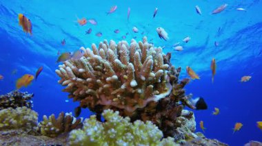 Denizaltı Tropikal Hayatı. Mercan bahçesi deniz manzarası. Mavi su arka planı. Mavi turkuaz deniz suyu dalgaları. Renkli tropikal mercan resifleri.