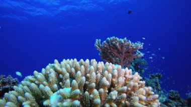 Sualtı Turuncu Mavi Yeşil Balık. Mercan bahçesi deniz manzarası. Mavi su arka planı. Mavi turkuaz deniz suyu dalgaları. Renkli tropikal mercan resifleri.