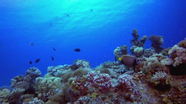 Sualtı Sahnesi Tropikal Resifi. Mercan bahçesi deniz manzarası. Mavi su arka planı. Mavi turkuaz deniz suyu dalgaları. Renkli tropikal mercan resifleri.