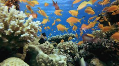 Mercan resifli sualtı sahnesi. Mercan bahçesi deniz manzarası. Mavi su arka planı. Mavi turkuaz deniz suyu dalgaları. Renkli tropikal mercan resifleri.