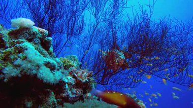 Su altı Mercan Kayalıkları. Mercan bahçesi deniz manzarası. Mavi su arka planı. Mavi turkuaz deniz suyu dalgaları. Renkli tropikal mercan resifleri.
