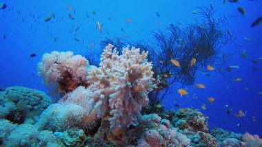 Su altı Balık Mercan Resifi. Mercan bahçesi deniz manzarası. Mavi su arka planı. Mavi turkuaz deniz suyu dalgaları. Renkli tropikal mercan resifleri.