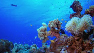 Su altı Deniz Mercanları. Mercan bahçesi deniz manzarası. Mavi su arka planı. Mavi turkuaz deniz suyu dalgaları. Renkli tropikal mercan resifleri.