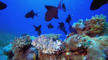 Sualtı Tropikal Mavi Deniz. Mercan bahçesi deniz manzarası. Mavi su arka planı. Mavi turkuaz deniz suyu dalgaları. Renkli tropikal mercan resifleri.