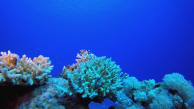 Sualtı Tropikal Mavi Deniz. Mercan bahçesi deniz manzarası. Mavi su arka planı. Mavi turkuaz deniz suyu dalgaları. Renkli tropikal mercan resifleri.