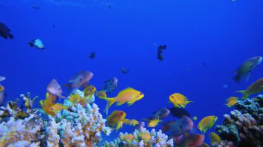 Sualtı Tropikal Balık. Mercan bahçesi deniz manzarası. Mavi su arka planı. Mavi turkuaz deniz suyu dalgaları. Renkli tropikal mercan resifleri.