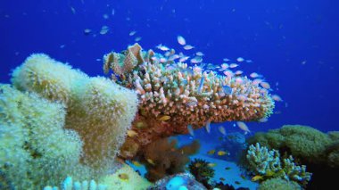 Sualtı Tropikal Resifi. Mercan bahçesi deniz manzarası. Mavi su arka planı. Mavi turkuaz deniz suyu dalgaları. Renkli tropikal mercan resifleri.