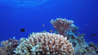 Sualtı Tropikal Resifi. Mercan bahçesi deniz manzarası. Mavi su arka planı. Mavi turkuaz deniz suyu dalgaları. Renkli tropikal mercan resifleri.