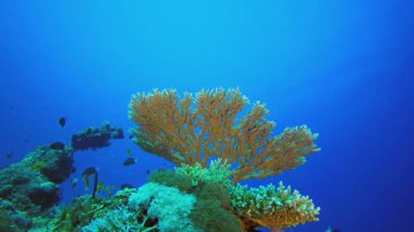 Sualtı Tropikal Mercanları. Mercan bahçesi deniz manzarası. Mavi su arka planı. Mavi turkuaz deniz suyu dalgaları. Renkli tropikal mercan resifleri.