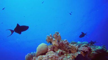 Sualtı Tropikal Mercanları. Mercan bahçesi deniz manzarası. Mavi su arka planı. Mavi turkuaz deniz suyu dalgaları. Renkli tropikal mercan resifleri.