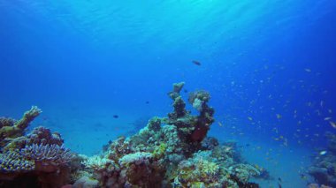 Sualtı Tropikal Mercan Resifi. Mercan bahçesi deniz manzarası. Mavi su arka planı. Mavi turkuaz deniz suyu dalgaları. Renkli tropikal mercan resifleri.