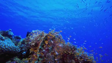 Sualtı Tropikal Mercan Resifi. Mercan bahçesi deniz manzarası. Mavi su arka planı. Mavi turkuaz deniz suyu dalgaları. Renkli tropikal mercan resifleri.