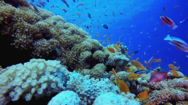 Sualtı Tropikal Deniz Renkli Balıklar. Mercan bahçesi deniz manzarası. Mavi su arka planı. Mavi turkuaz deniz suyu dalgaları. Renkli tropikal mercan resifleri.
