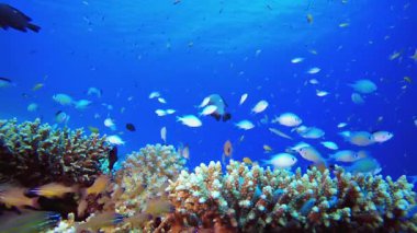 Sualtı Tropikal Deniz Renkli Balıklar. Mercan bahçesi deniz manzarası. Mavi su arka planı. Mavi turkuaz deniz suyu dalgaları. Renkli tropikal mercan resifleri.