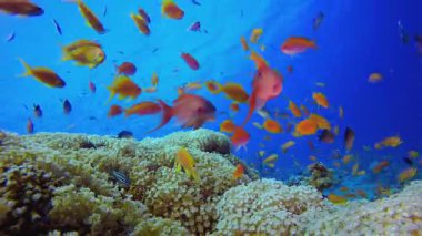 Sualtı Tropikal Deniz Renkli Balıklar. Mercan bahçesi deniz manzarası. Mavi su arka planı. Mavi turkuaz deniz suyu dalgaları. Renkli tropikal mercan resifleri.