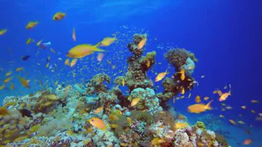 Sualtı Dünyası. Mercan bahçesi deniz manzarası. Mavi su arka planı. Mavi turkuaz deniz suyu dalgaları. Renkli tropikal mercan resifleri.