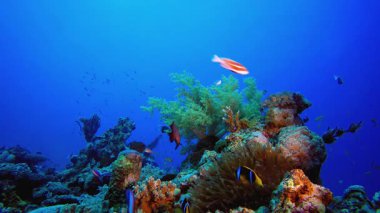 Arka plan Tropikal Deniz Sualtı Palyaço Balığı. Mercan bahçesi balığı. Deniz dalgaları. Su altı dünyası hayatı. Tropik sualtı deniz manzarası.