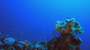 Mavi Deniz Kızıl Mercan Resifi. Mercan bahçesi balığı. Deniz dalgaları. Su altı dünyası hayatı. Tropik sualtı deniz manzarası.