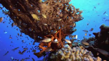 Mavi Deniz Suyu ve Tropikal Balık.