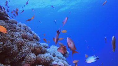 Mavi Deniz Suyu arka planında, suyun altında. Mercan bahçesi balığı. Deniz dalgaları. Su altı dünyası hayatı. Tropik sualtı deniz manzarası.
