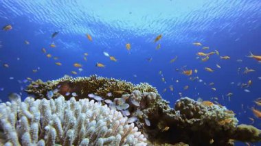 Mavi Deniz Suyu Renkli Balık. Mercan bahçesi balığı. Deniz dalgaları. Su altı dünyası hayatı. Tropik sualtı deniz manzarası.