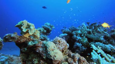 Mavi Deniz Mercan Resifi. Mercan bahçesi balığı. Deniz dalgaları. Su altı dünyası hayatı. Tropik sualtı deniz manzarası.