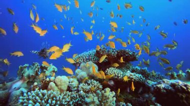 Mavi Su arka planı su altında. Mercan bahçesi balığı. Deniz dalgaları. Su altı dünyası hayatı. Tropik sualtı deniz manzarası.