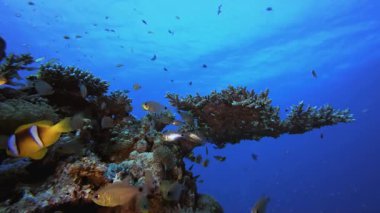 Mavi Su Mercan Kayalıkları Balığı. Mercan bahçesi balığı. Deniz dalgaları. Su altı dünyası hayatı. Tropik sualtı deniz manzarası.