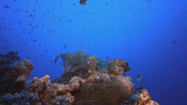 Palyaço balığı ve Deniz Anemones Yumuşak Mercanları. Mercan bahçesi balığı. Deniz dalgaları. Su altı dünyası hayatı. Tropik sualtı deniz manzarası.