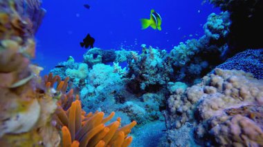 Palyaço balığı mercan resifleri. Mercan bahçesi balığı. Deniz dalgaları. Su altı dünyası hayatı. Tropik sualtı deniz manzarası.