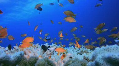 Renkli Mercan Resifi. Mercan bahçesi balığı. Deniz dalgaları. Su altı dünyası hayatı. Tropik sualtı deniz manzarası.