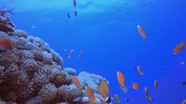 Renkli Tropikal Mercan Resifleri. Mercan bahçesi balığı. Deniz dalgaları. Su altı dünyası hayatı. Tropik sualtı deniz manzarası.
