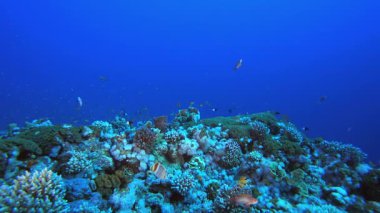 Renkli Sualtı Deniz Pelerini. Mercan bahçesi deniz manzarası. Mavi su arka planı. Mavi turkuaz deniz suyu dalgaları. Renkli tropikal mercan resifleri.