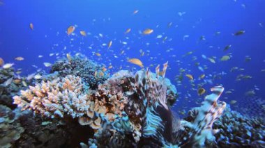 Mercan Bahçesi ve Aslan Balığı. Mercan bahçesi deniz manzarası. Mavi su arka planı. Mavi turkuaz deniz suyu dalgaları. Renkli tropikal mercan resifleri.