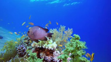 Mercan Bahçesi Balık Sahnesi. Mercan bahçesi deniz manzarası. Mavi su arka planı. Mavi turkuaz deniz suyu dalgaları. Renkli tropikal mercan resifleri.